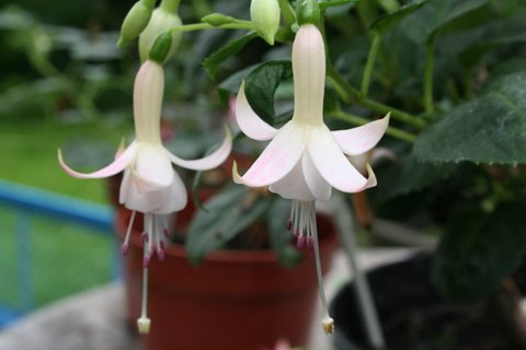 COUNTESS OF ABERDEEN